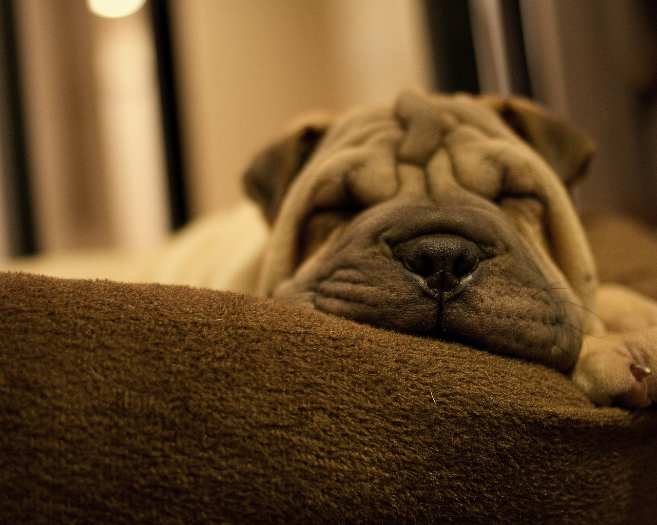 Шарпей, отдыхает