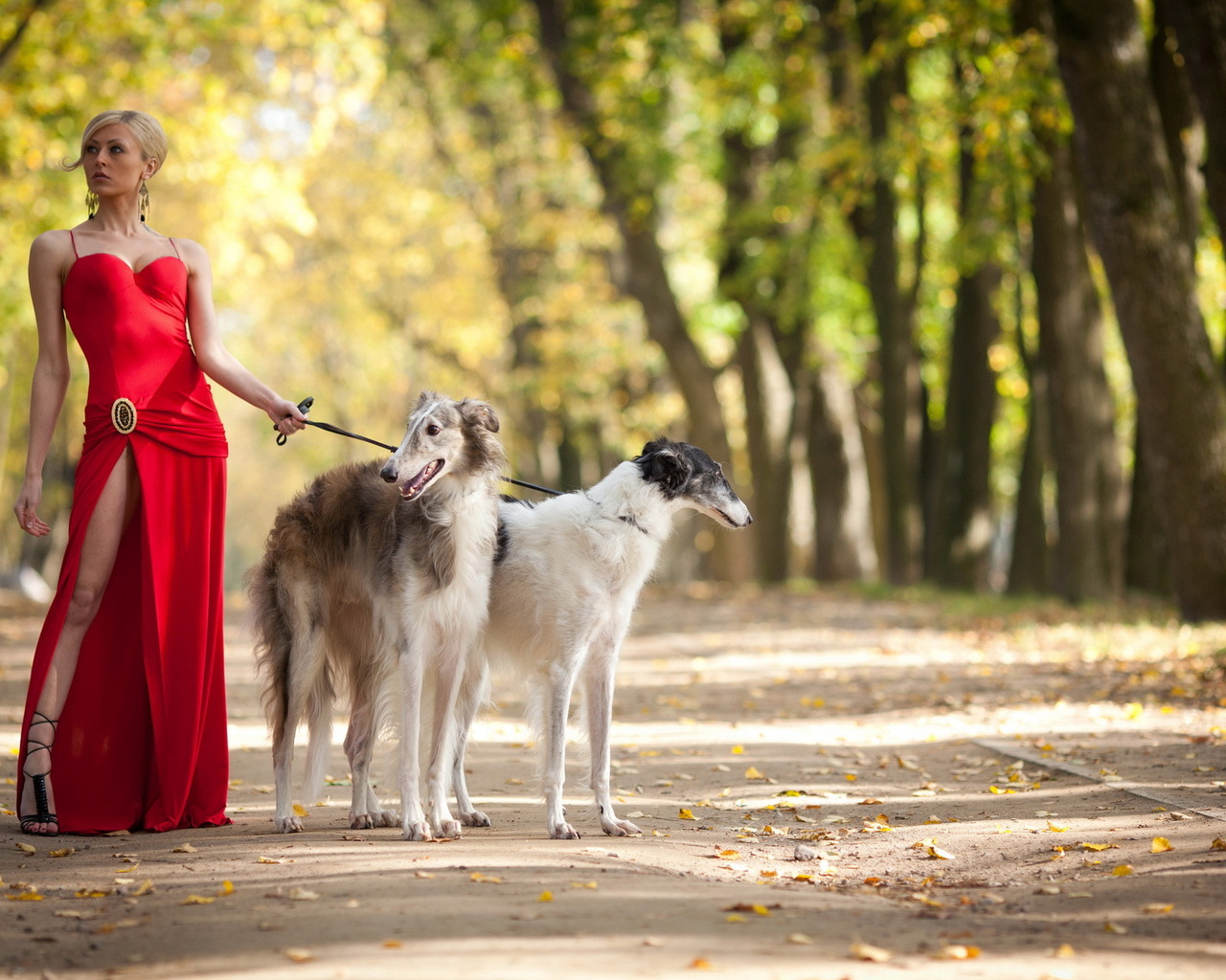 Девушка выгуливает собак