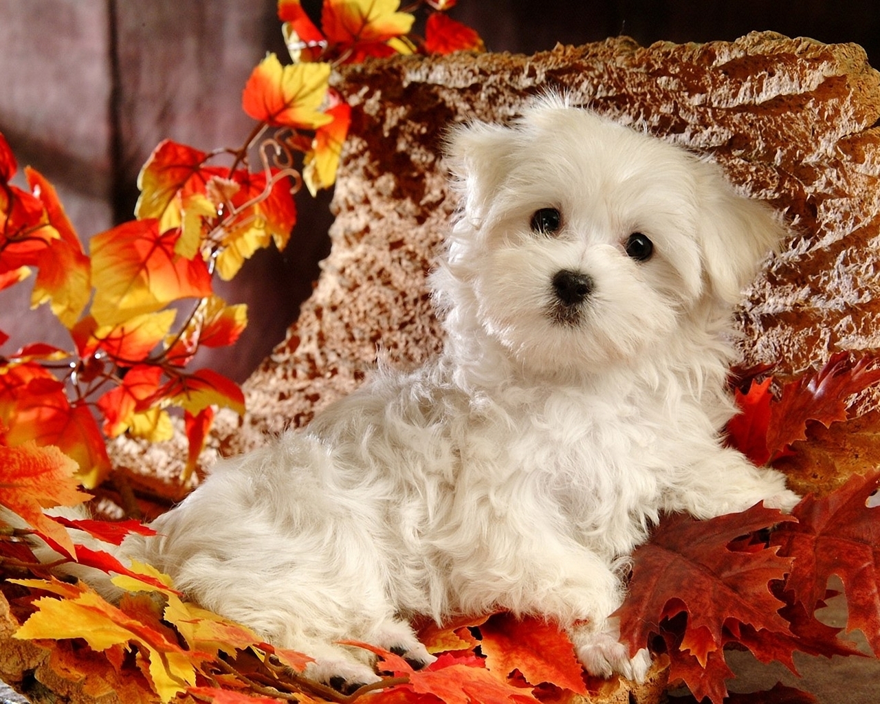 Белый щенок