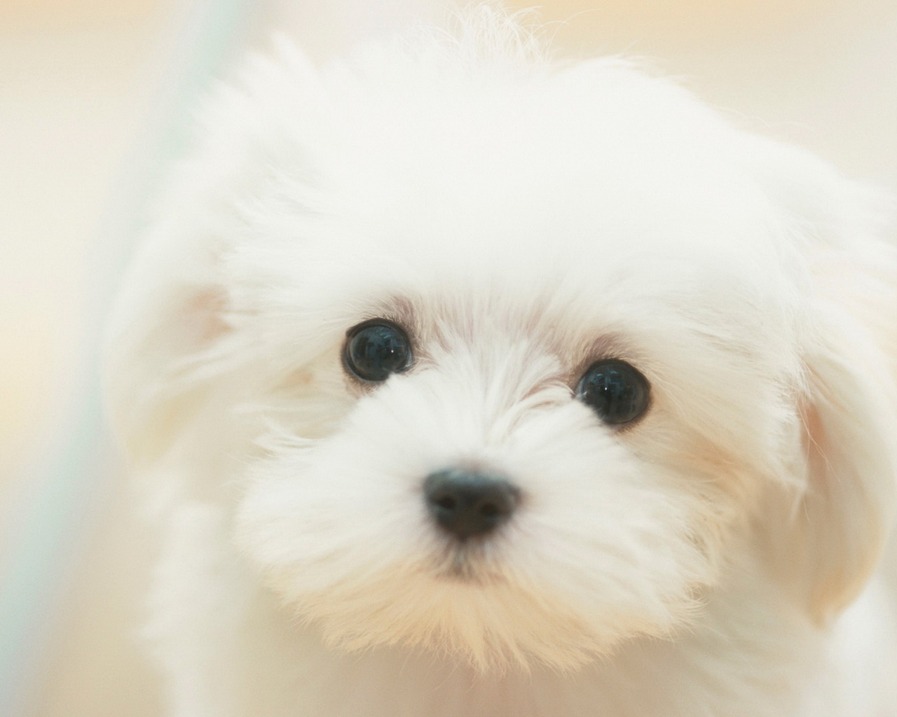 Белый щенок