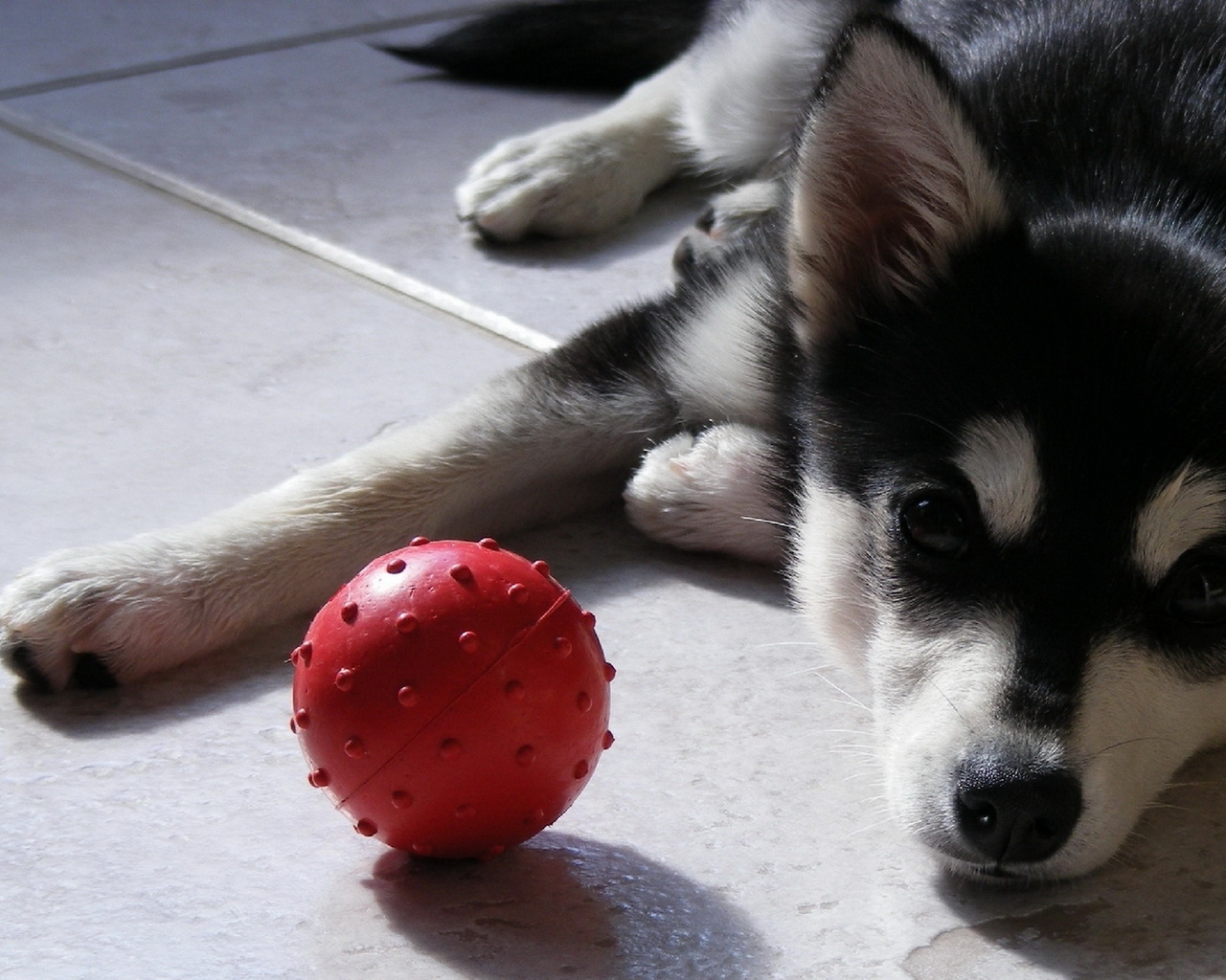 щенок Сибирского Хаски