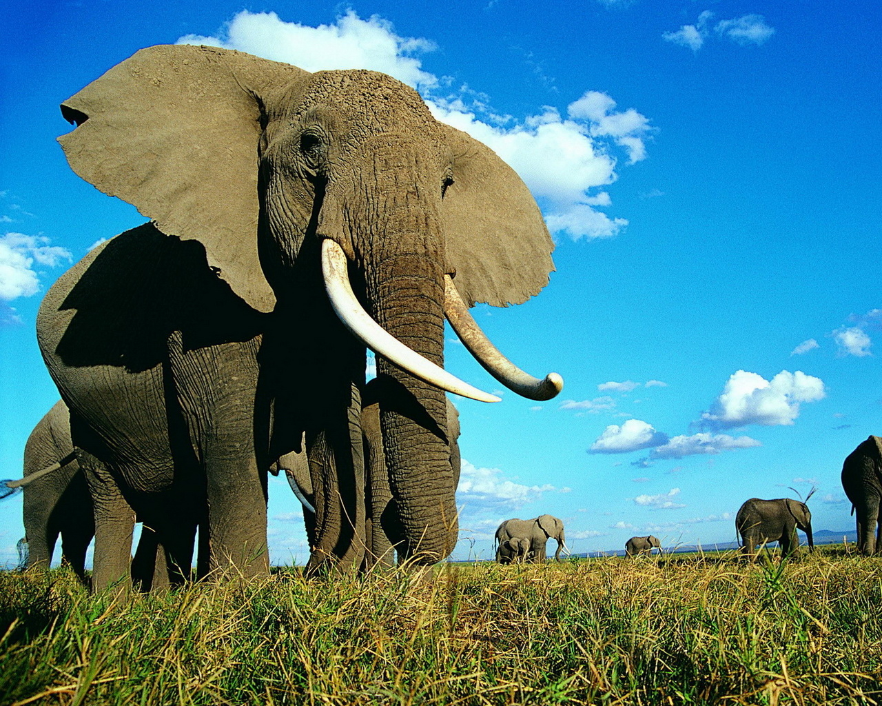 Семейство слонов