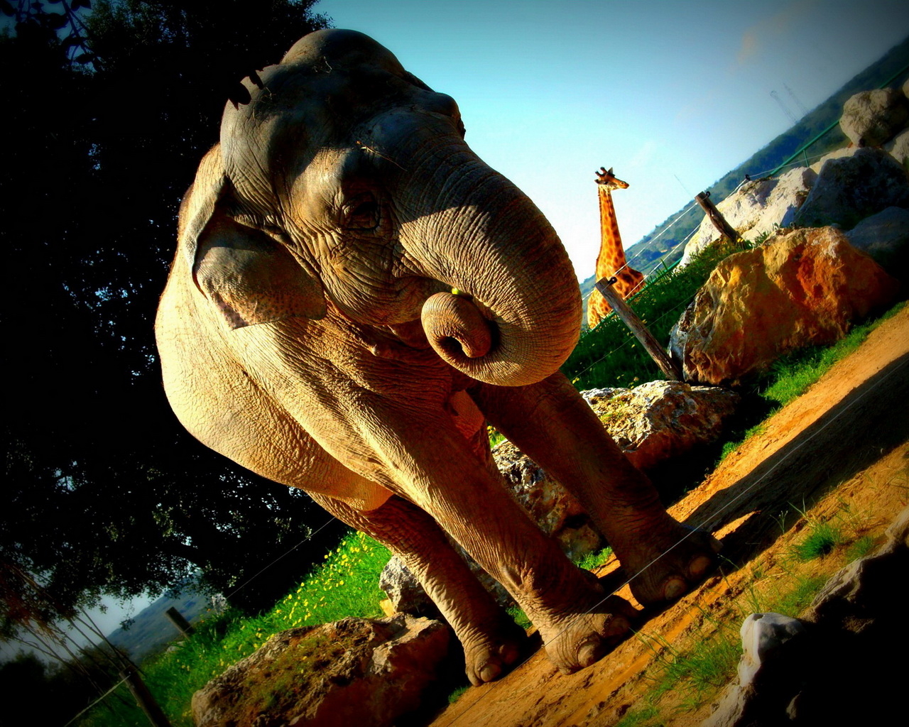 Слон в вольере