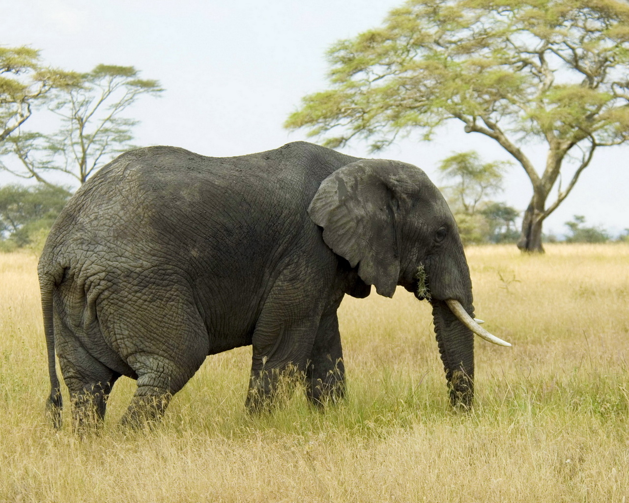 Слон в саванне