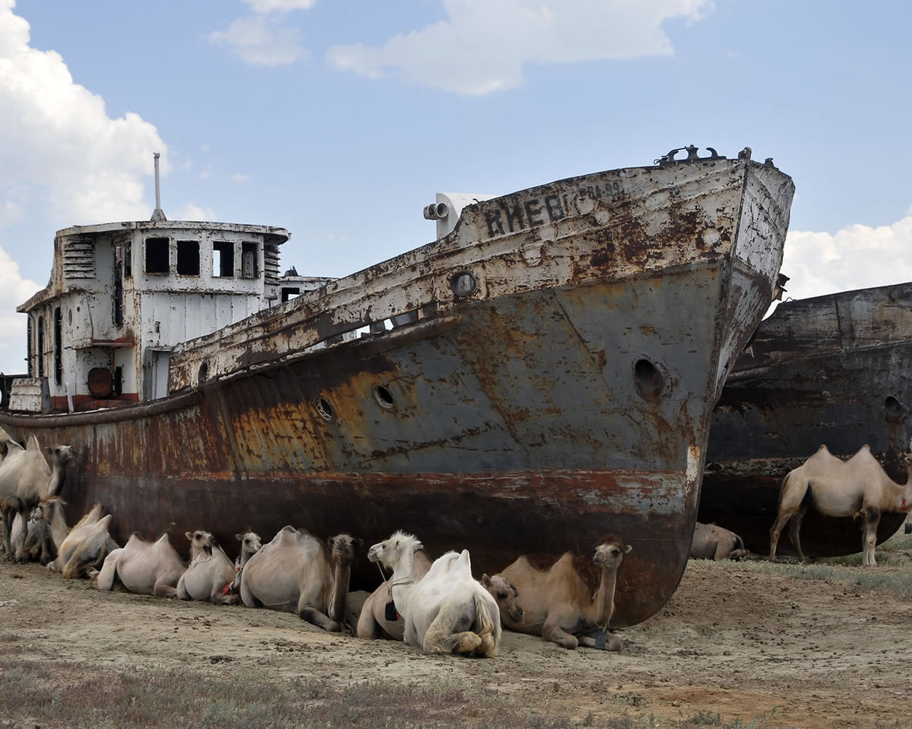Верблюды на отдыхе