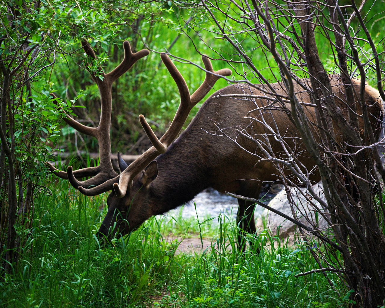 Рогатый олень