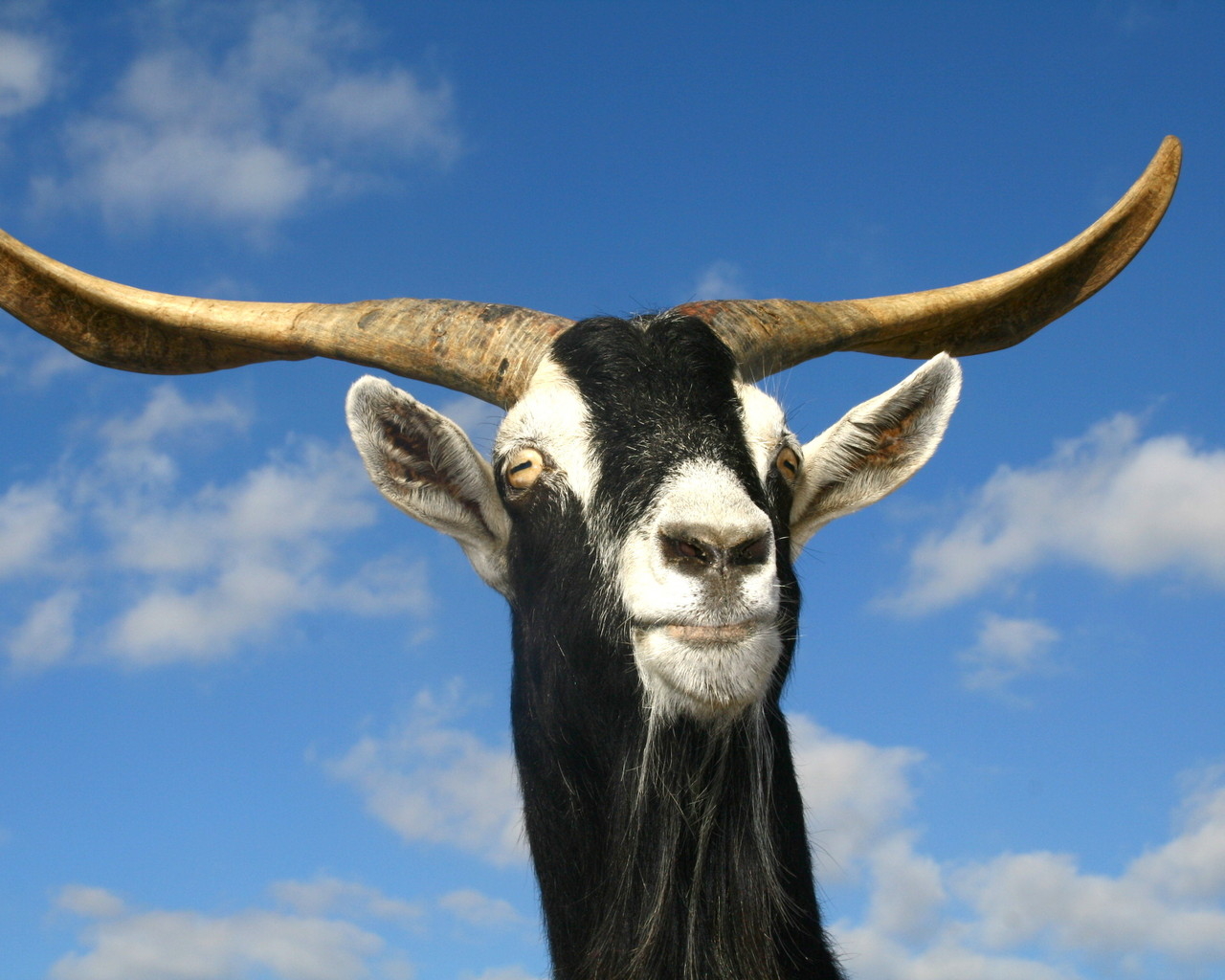 Козел рогатый