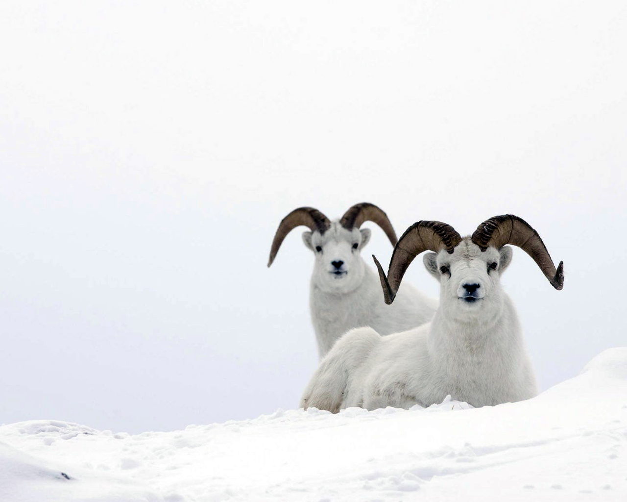Горные бараны на снегу