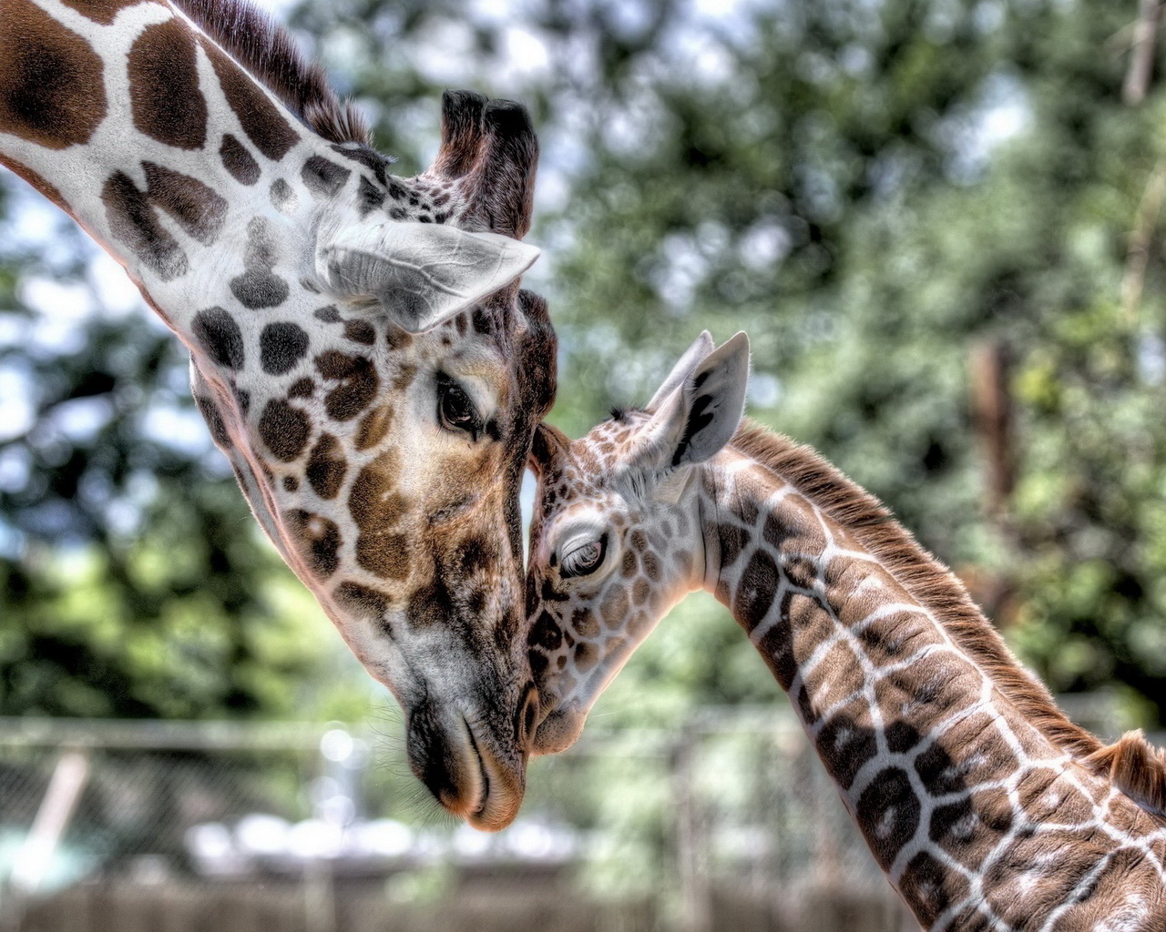 Мамина любовь