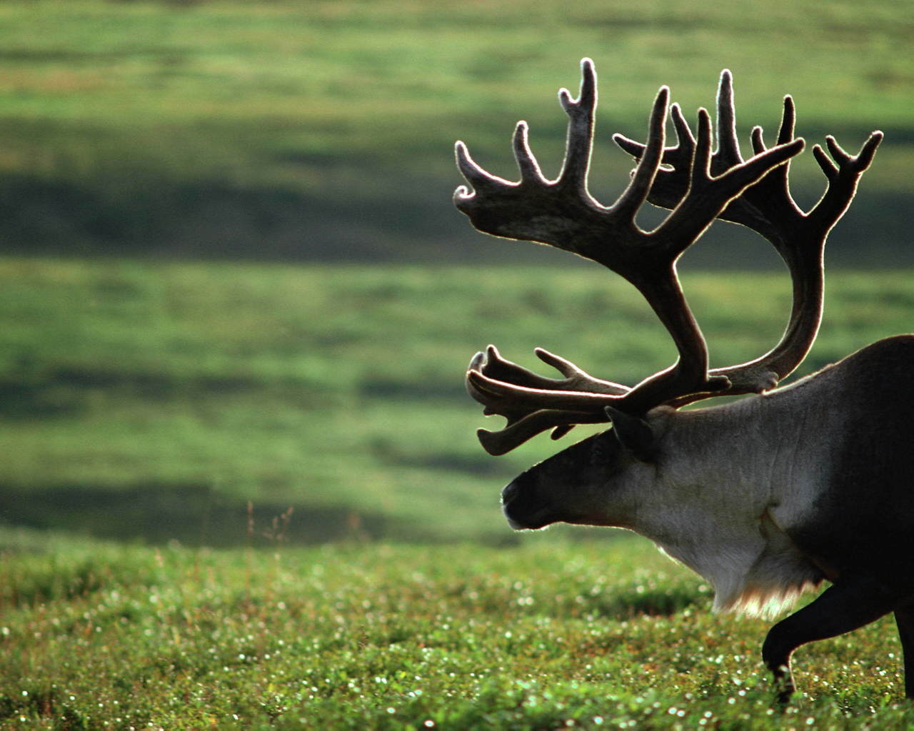 Старый олень