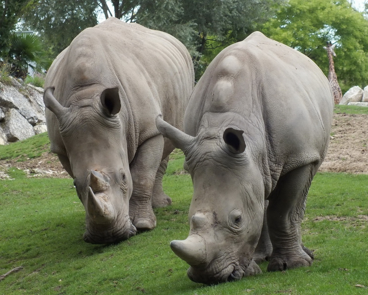 Два носорога