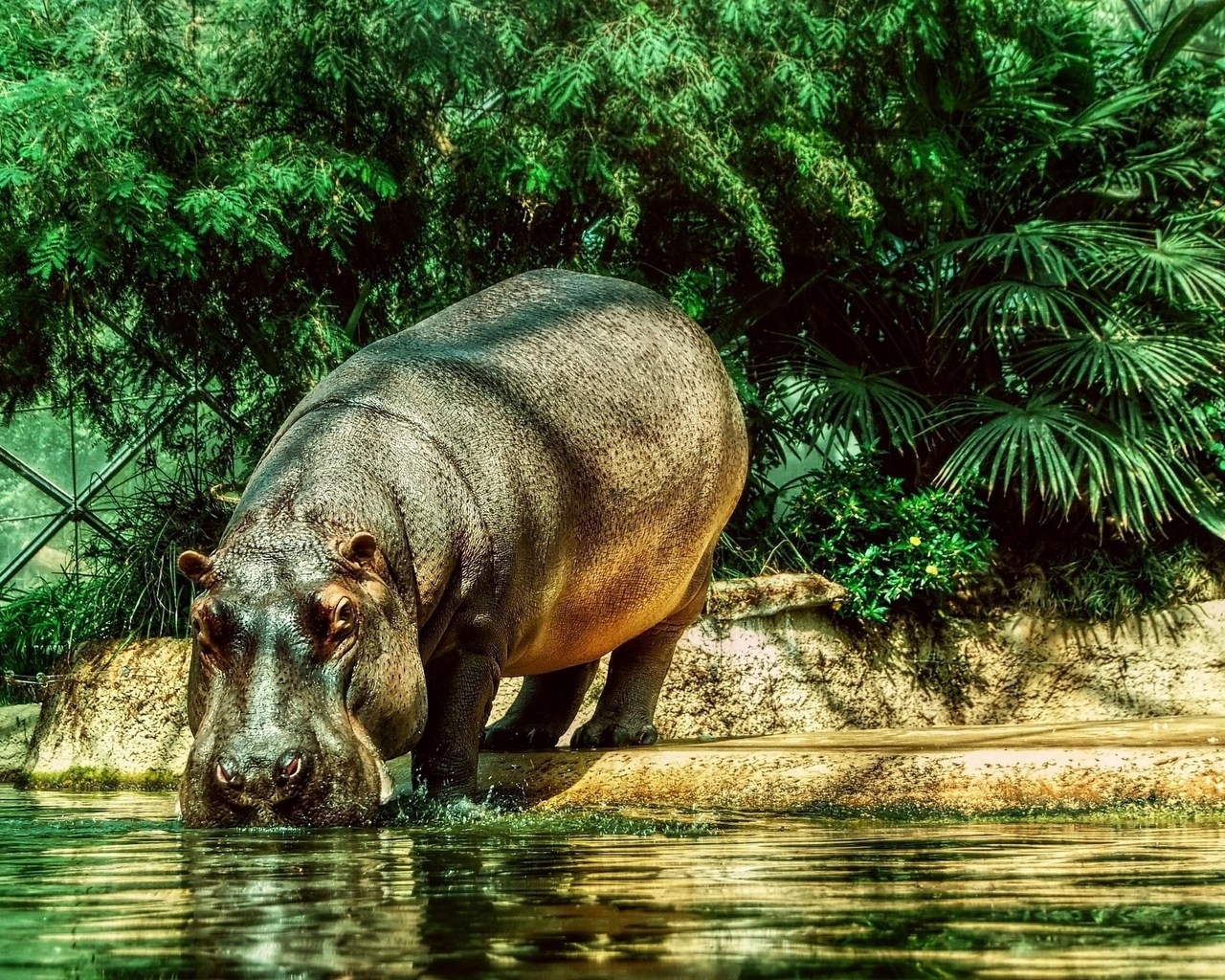 Бегемот на водопое