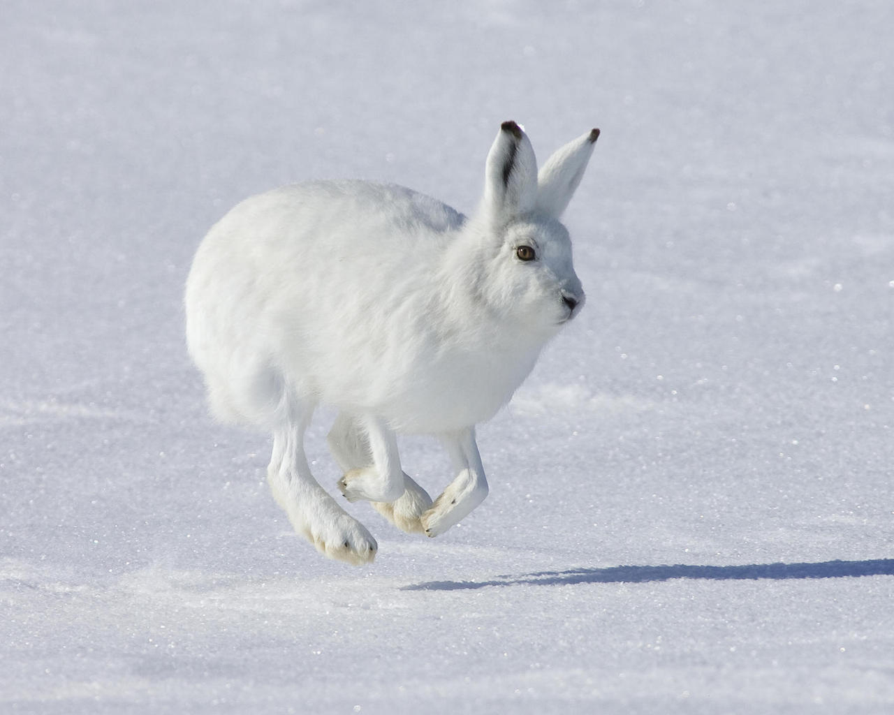 Заяц на снегу