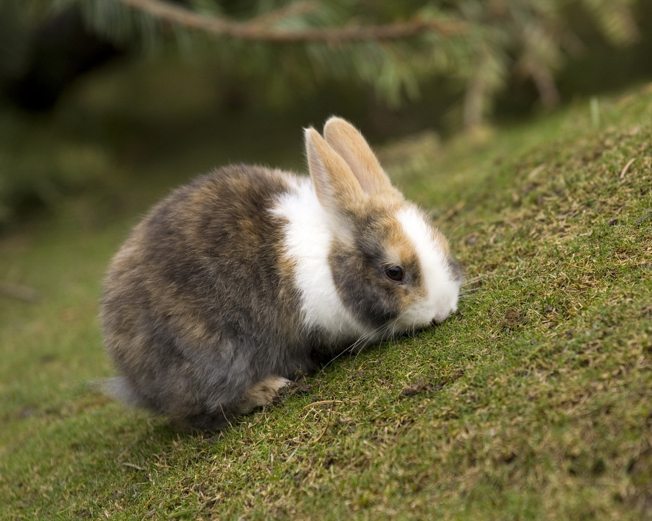 Кролик на травке