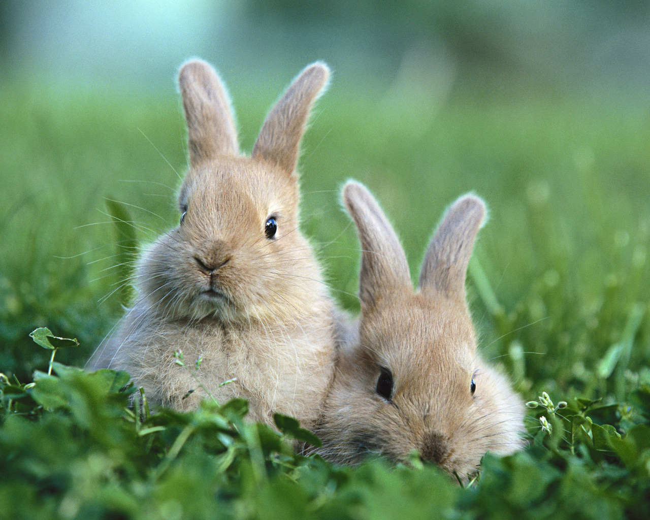 Кролики в траве