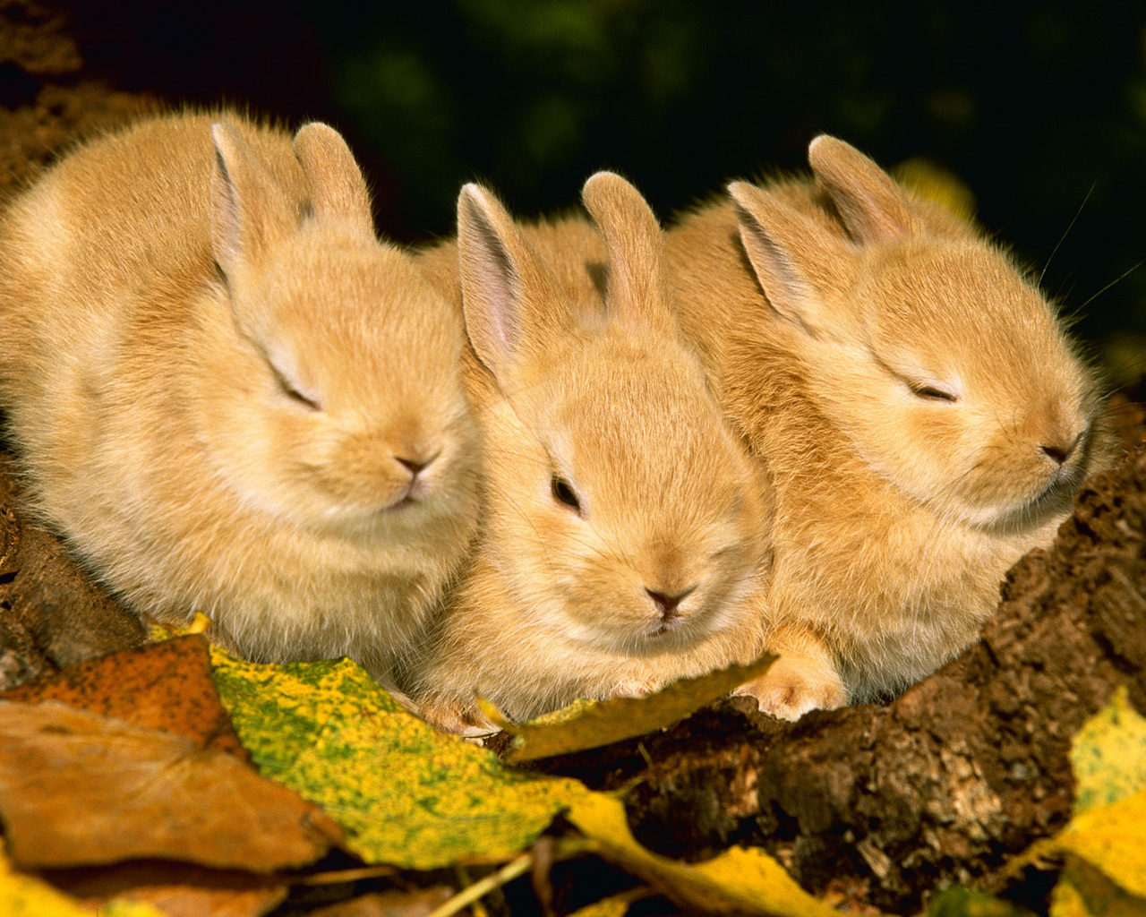 Three rabbits
