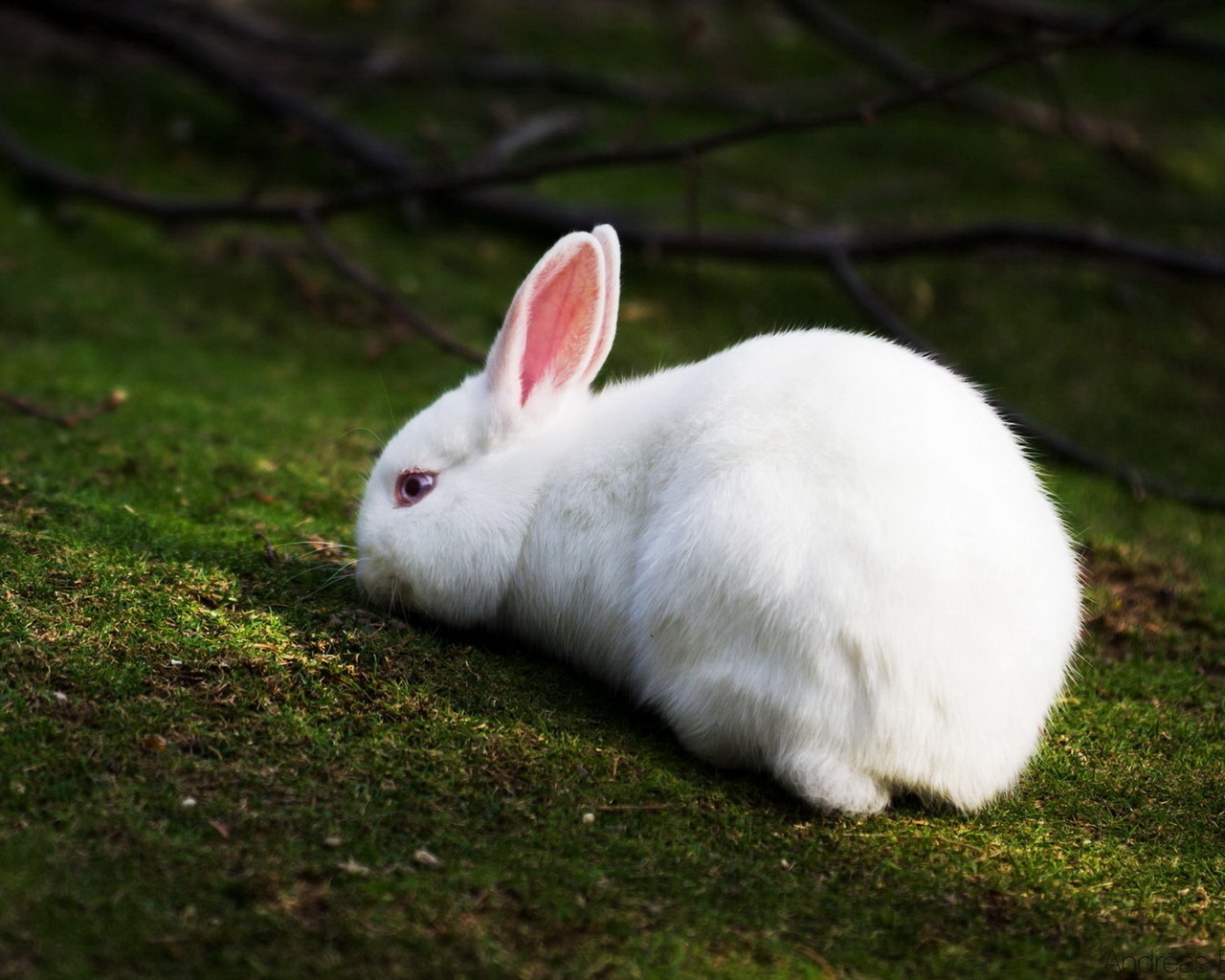 Белый кролик