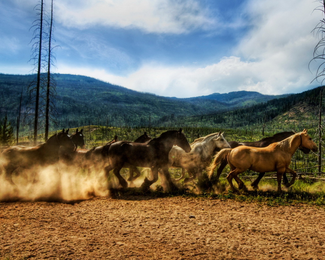 Табун лошадей