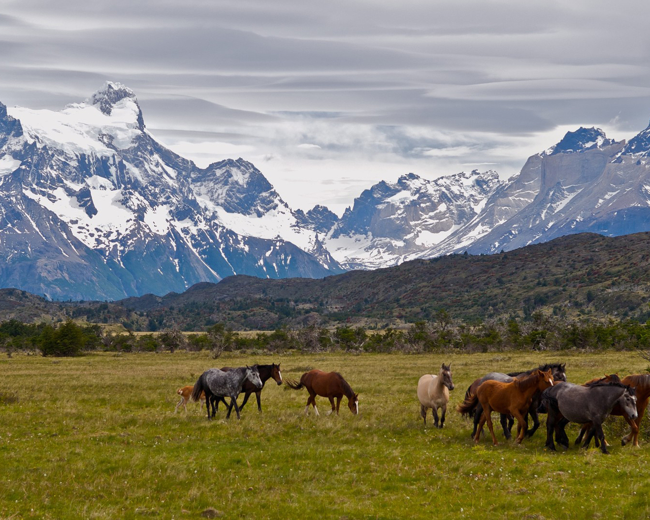 Табун лошадей