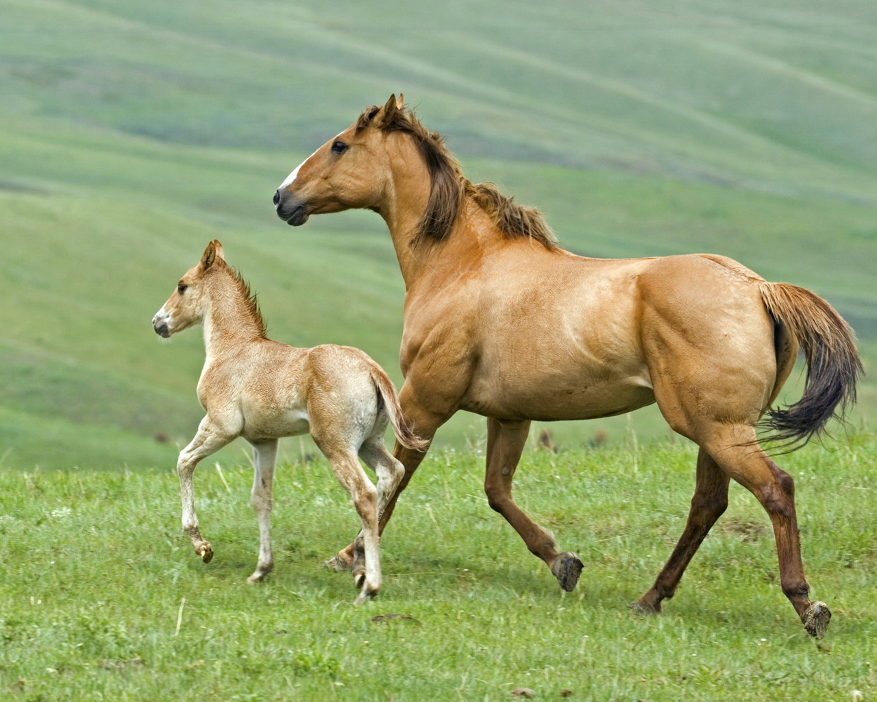 Лошадь и жеребенок