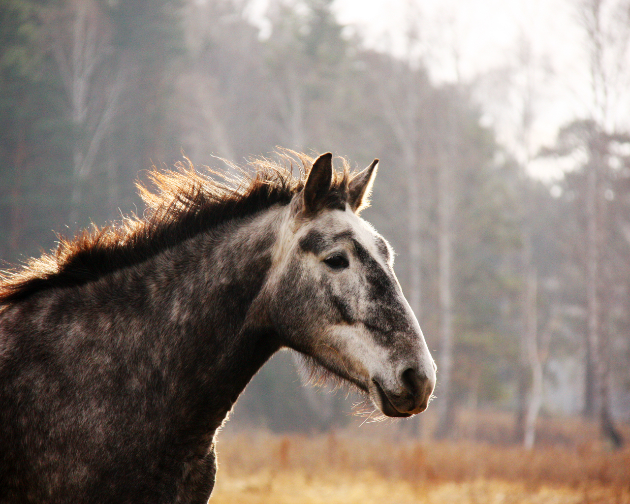 Лошадь на прогулке