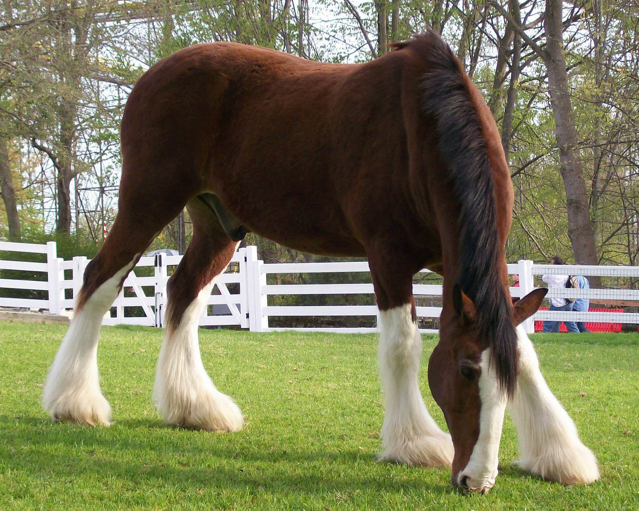 Конь в загоне