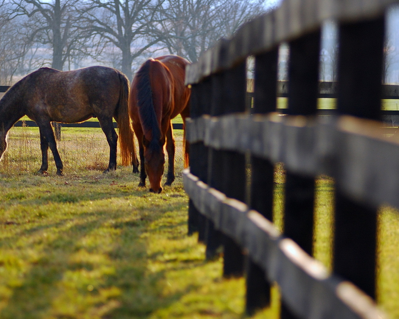 Кони на пастбище