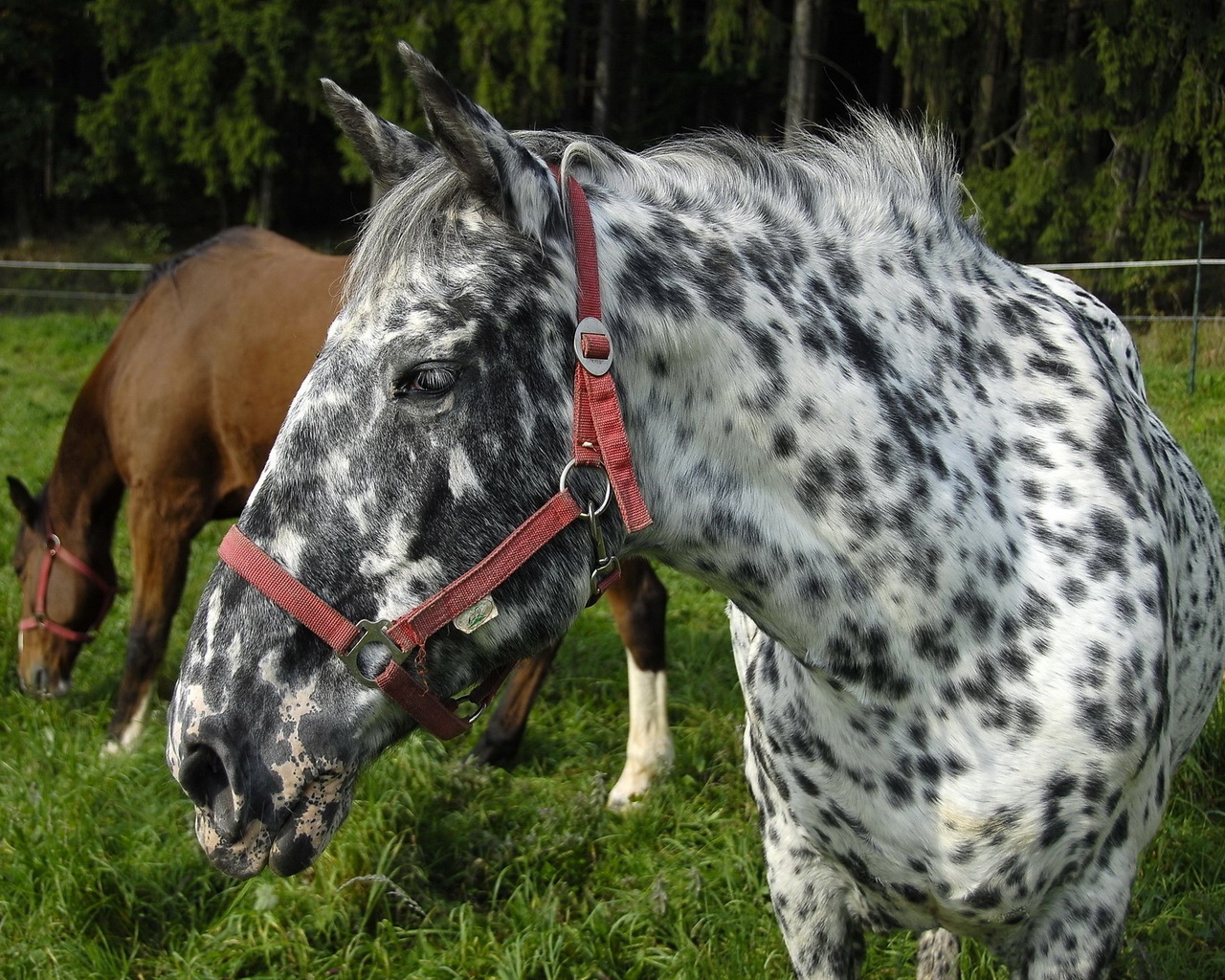 Пятнистая лошадь