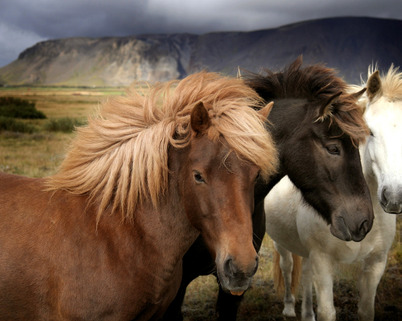 Белый, черный, рыжий