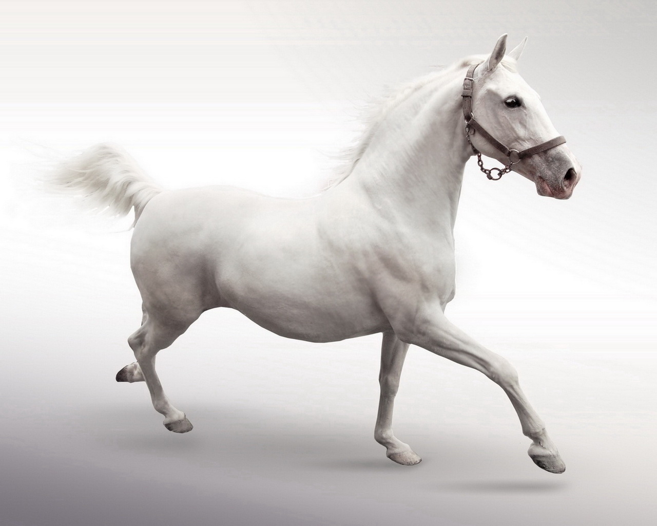 Белый конь