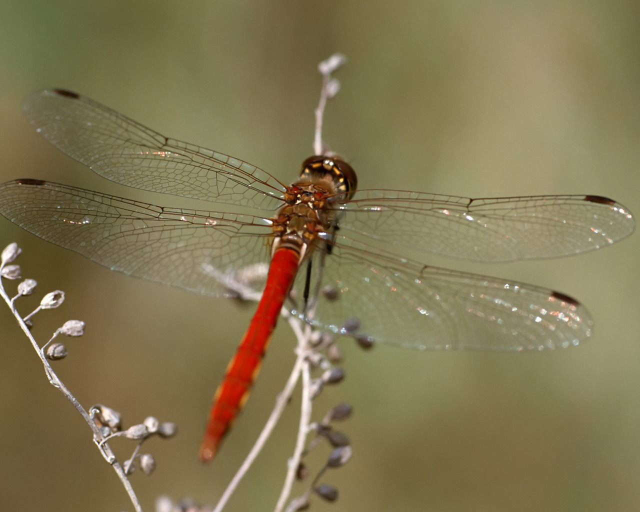 Красная стрекоза