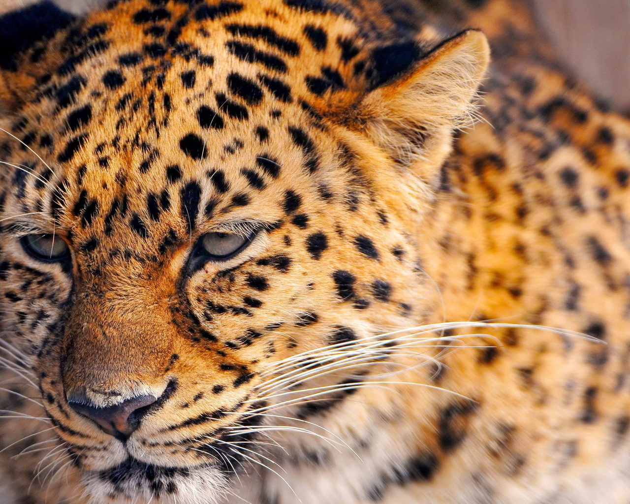 Сердитый леопард