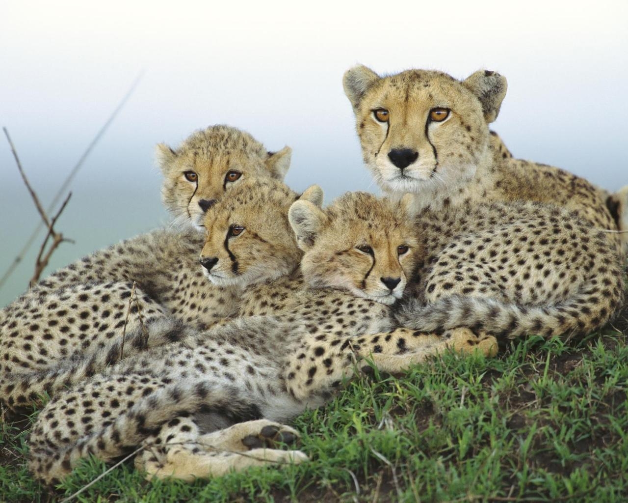 Гепард и малыши
