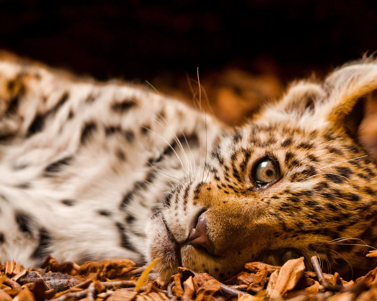 Маленький леопард