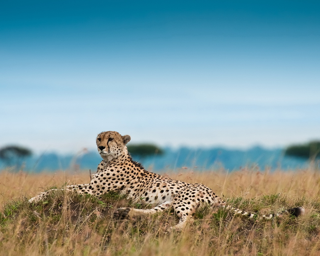 Лежащий гепард