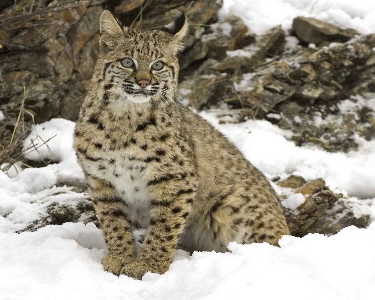 Рысь на снегу