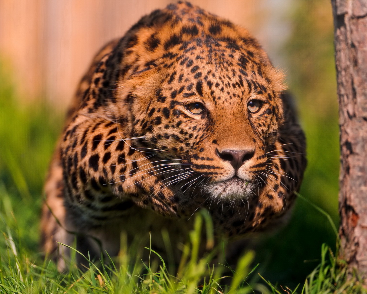 Крадущийся леопард