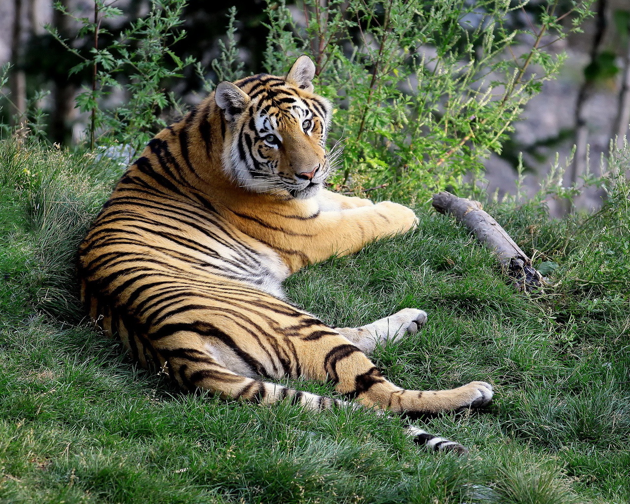 Отдыхающий тигр