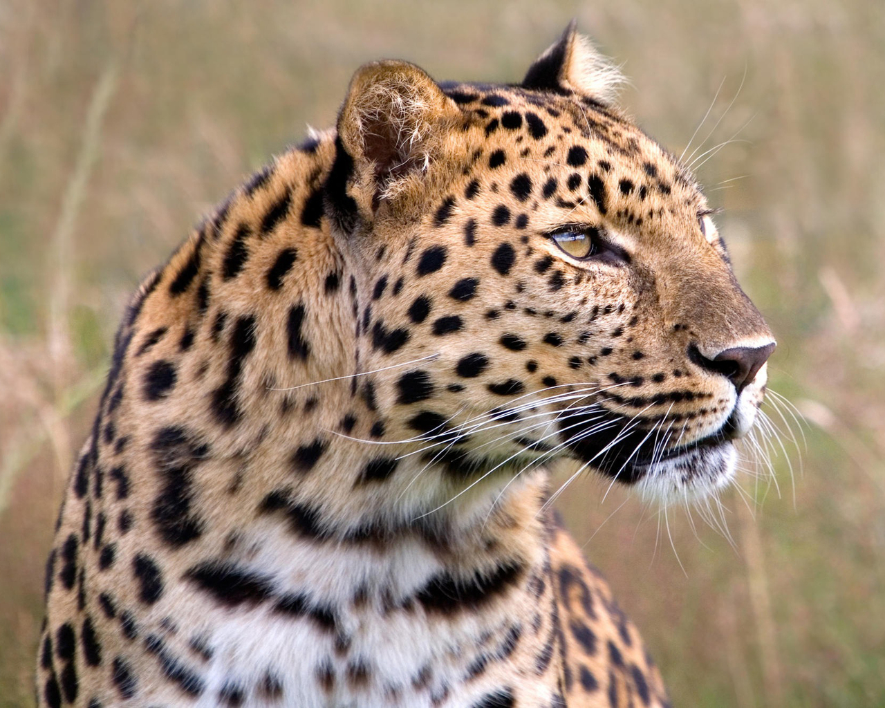 Задумчивый леопард