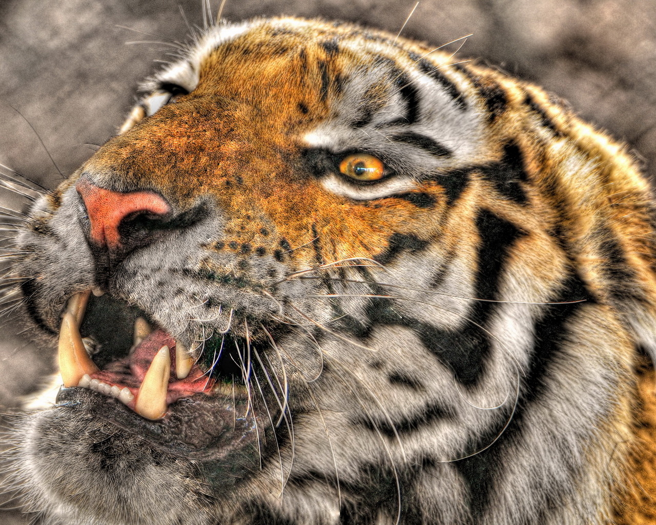 Оскалившийся тигр