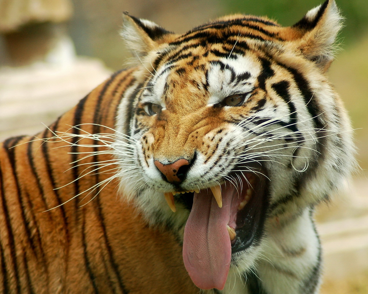 Тигриный оскал