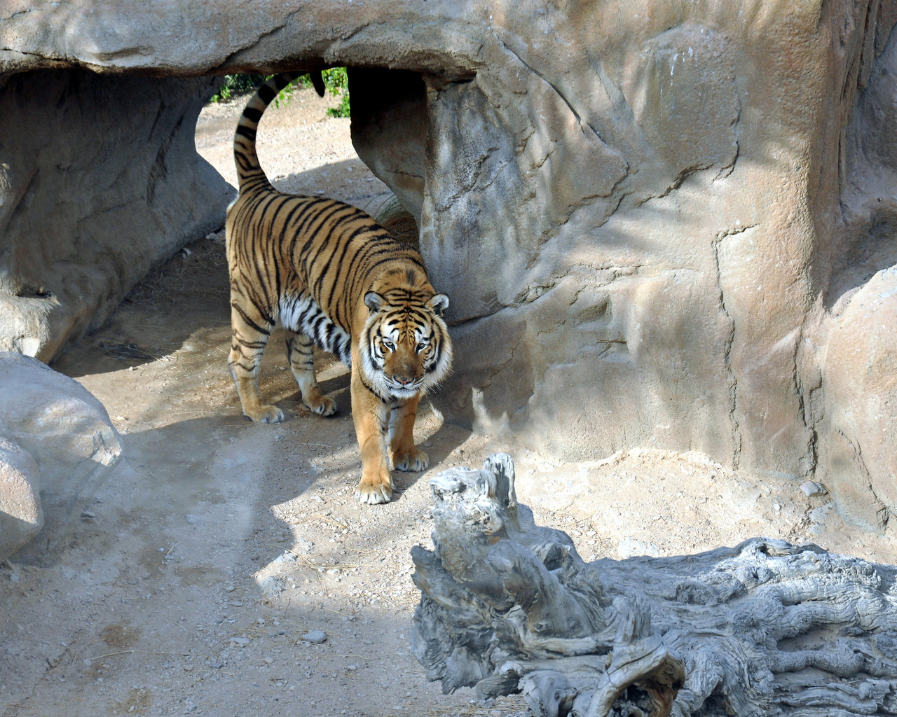 Тигр в вольере