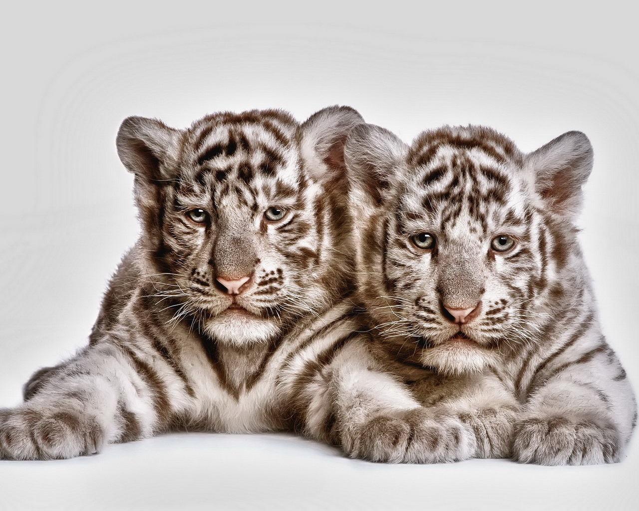 Два тигренка