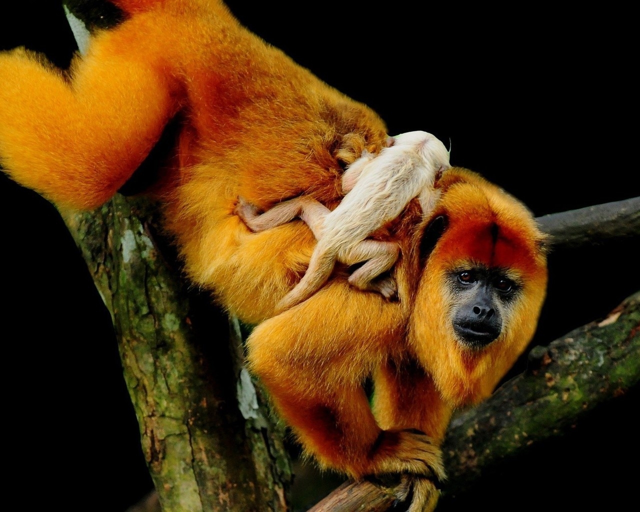 Рыжая обезьяна