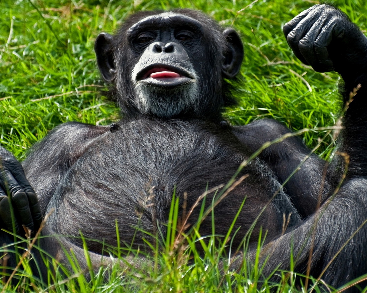 Отдыхающий примат