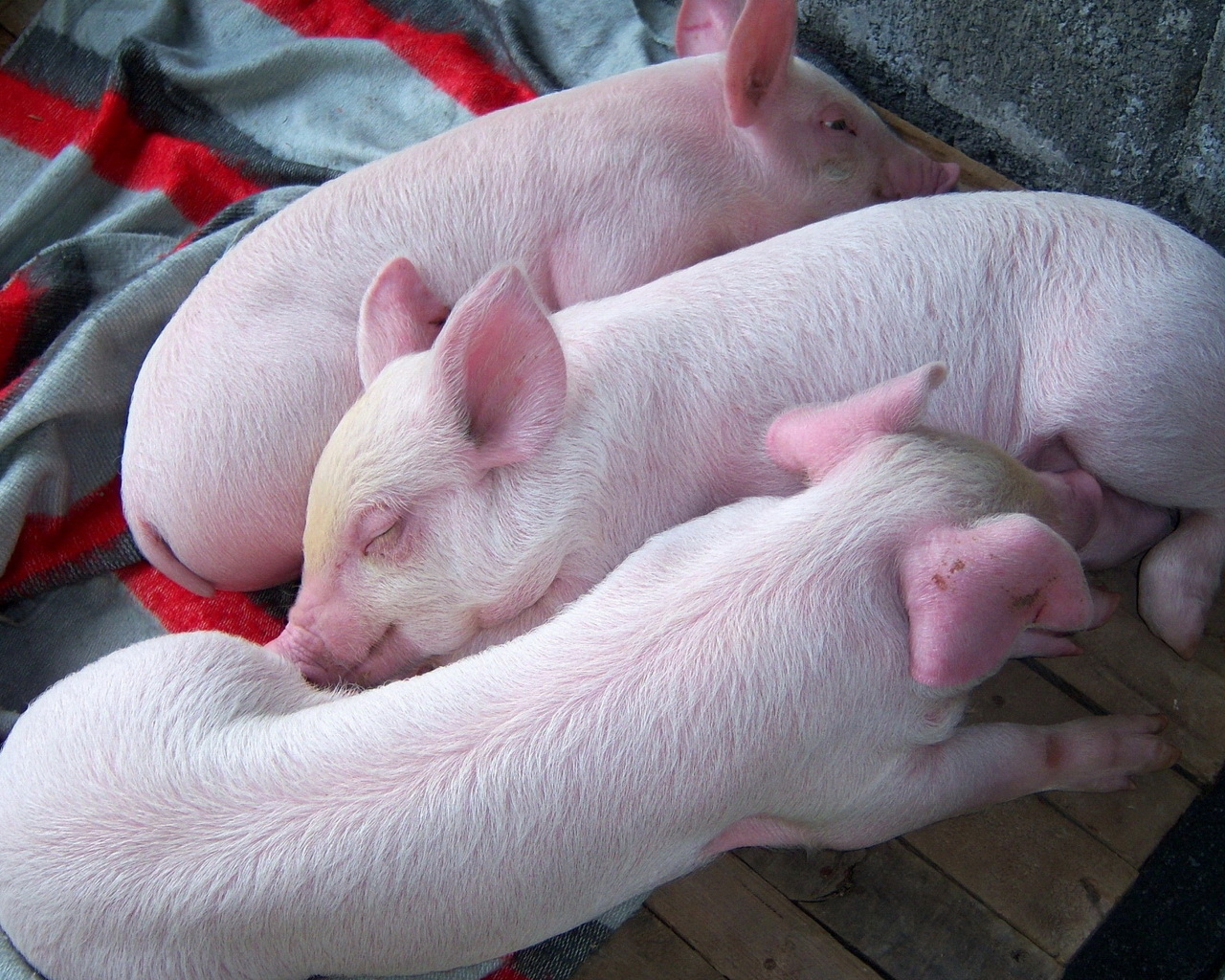 Три поросенка