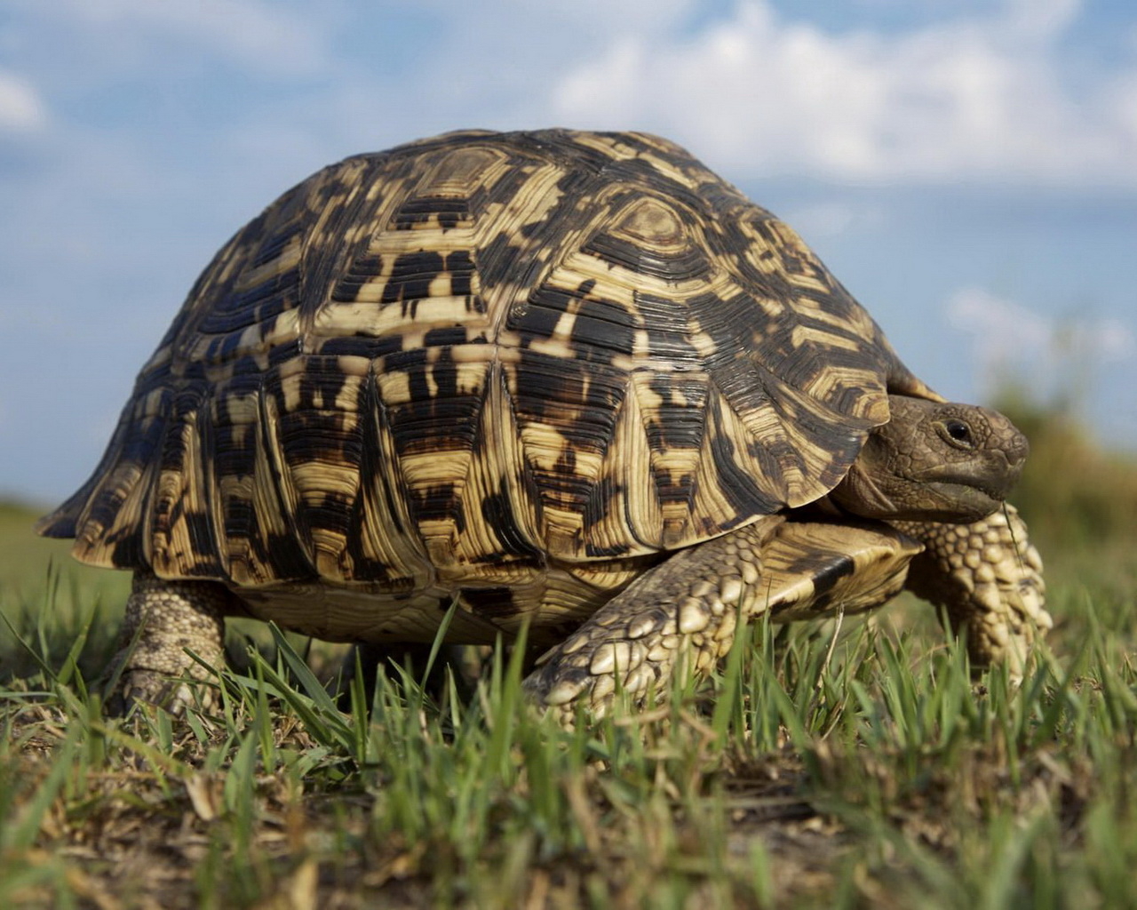 Большая черепаха