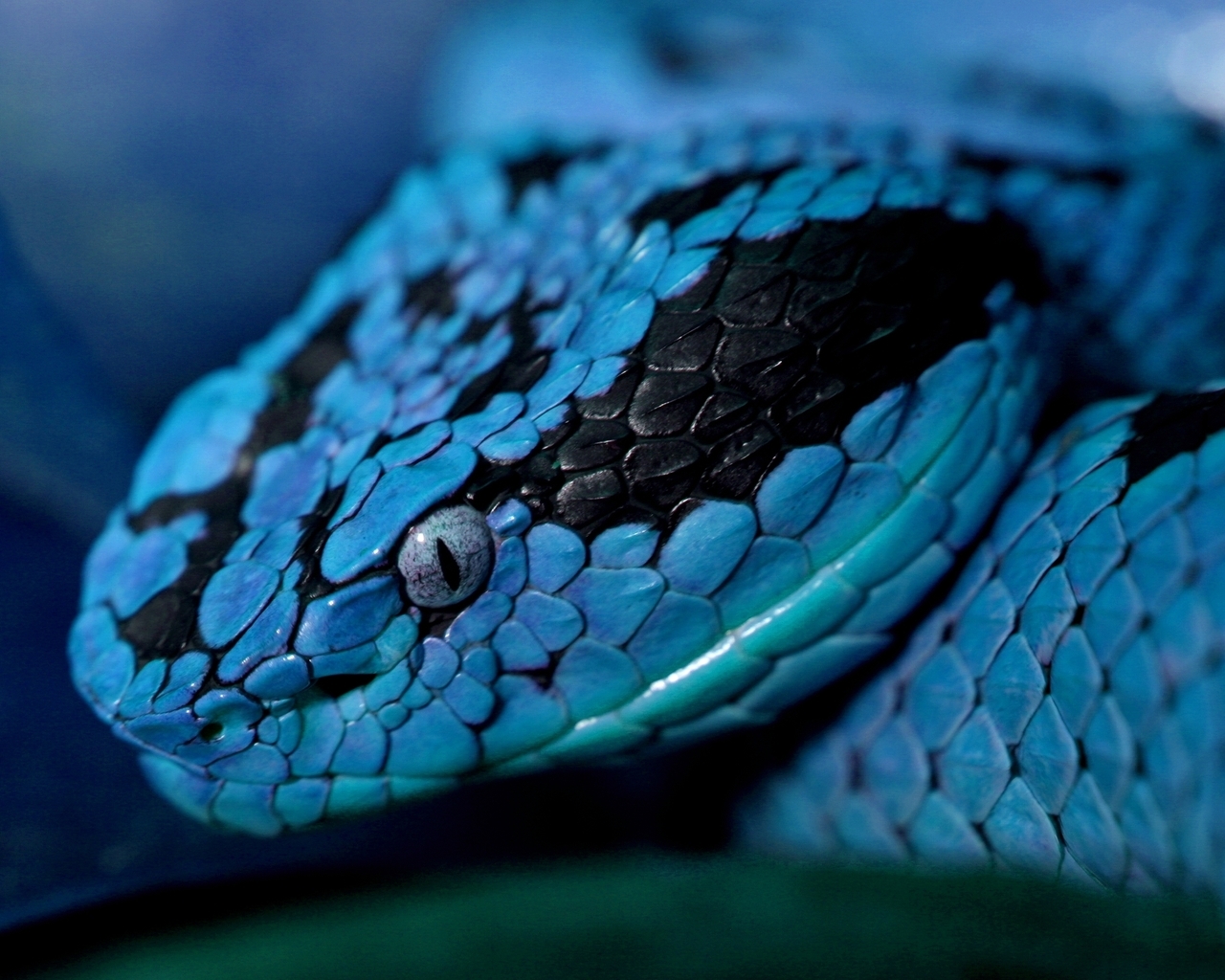 Синяя змея
