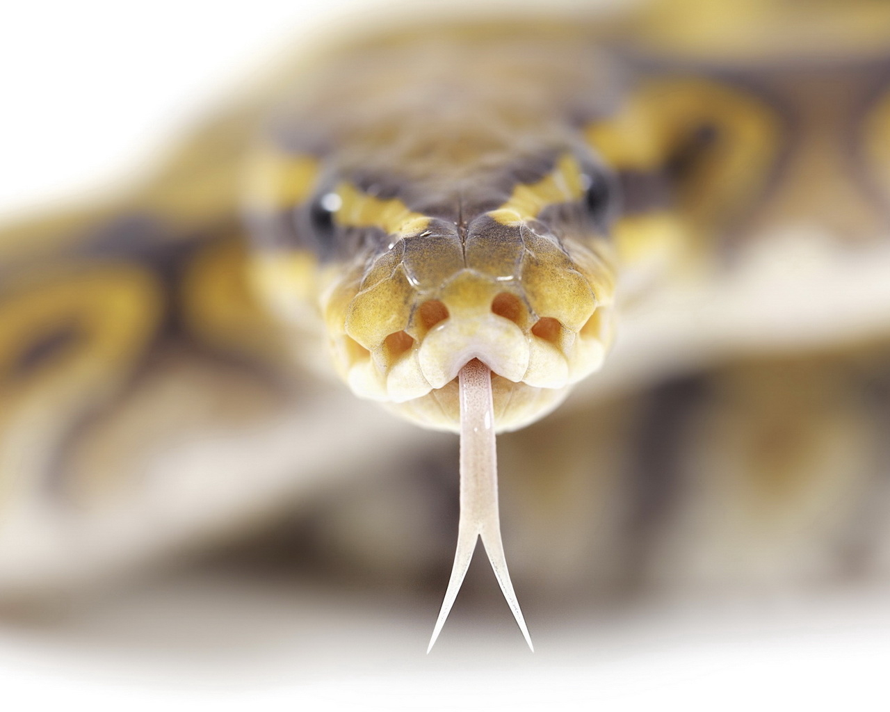 Ползущий змей