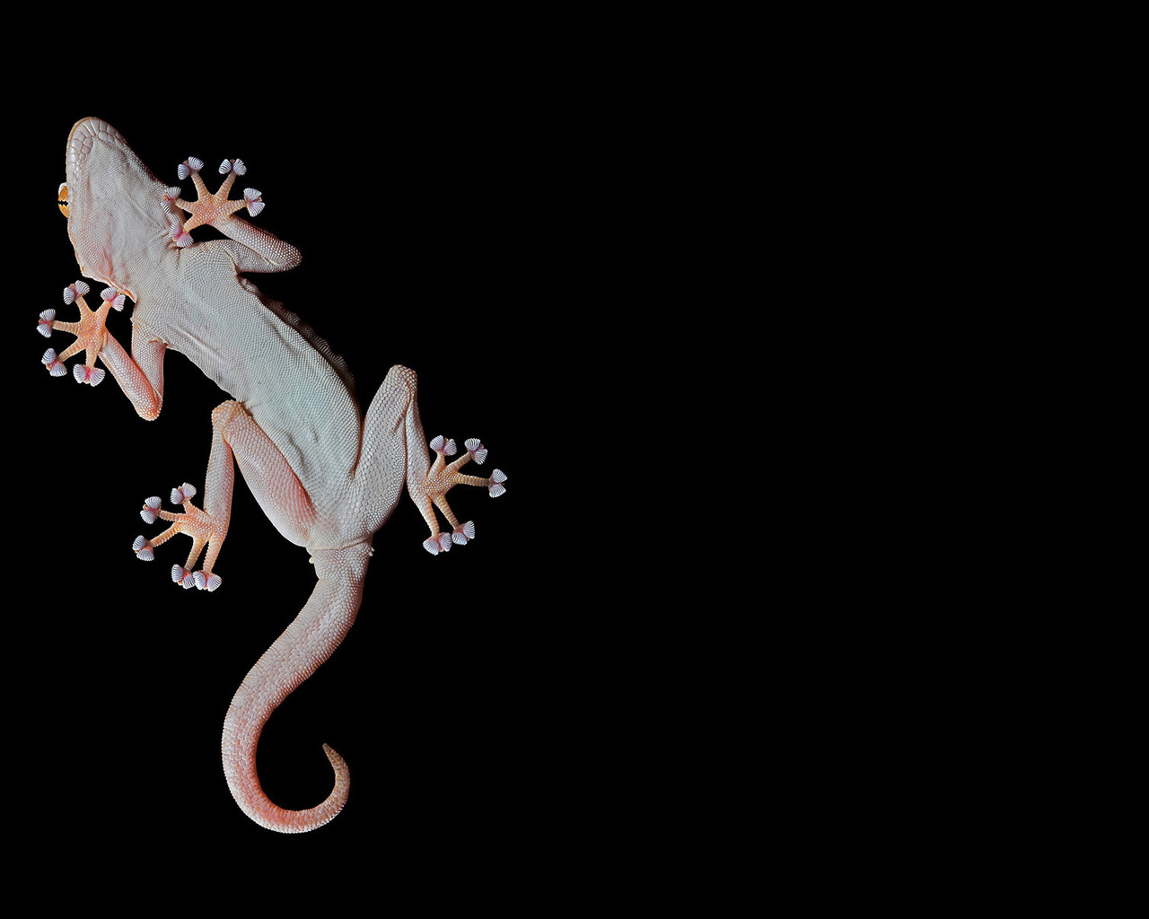 Геккон, лапы-присоски